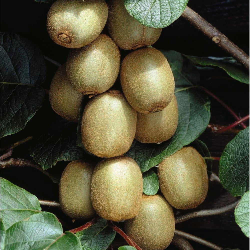 Thompson and Morgan Actinidia Kiwi Deliciosa Hayward Plant Pot 15cm 2 Pack Image 1