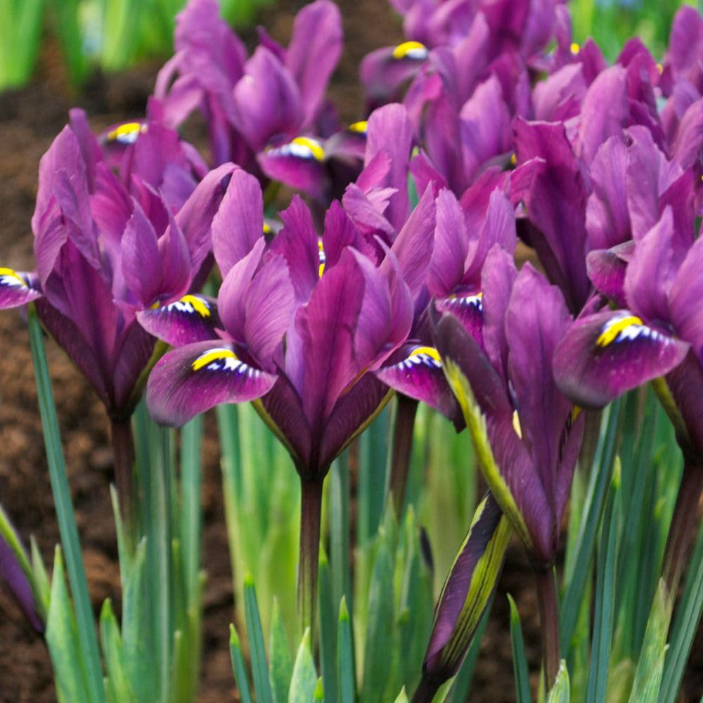 Thompson and Morgan Iris Reticulata Purple Hill Bulbs 50 Pack Image