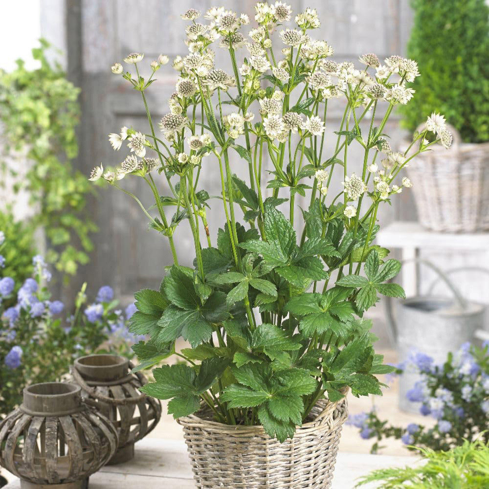 Thompson and Morgan Astrantia Major Star of Billion Plant Pot 9cm 2 Pack Image 1
