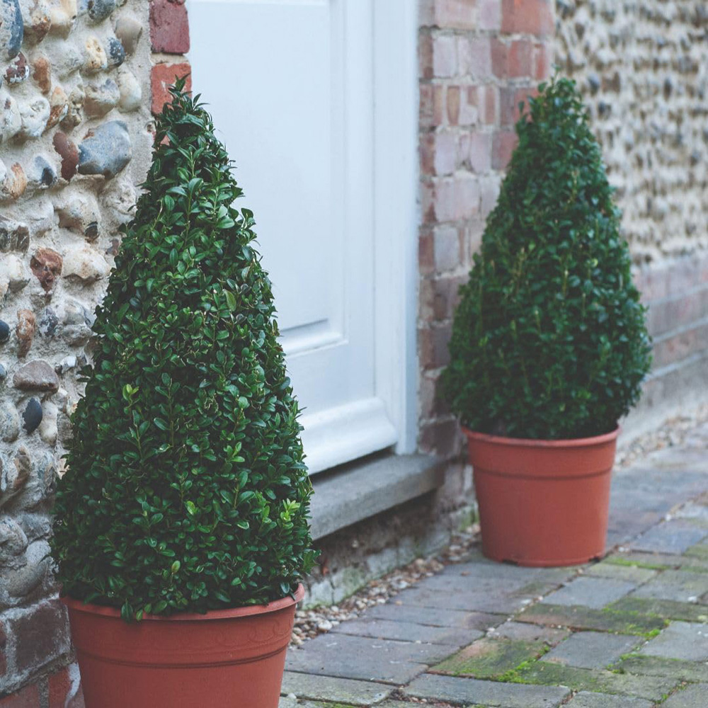 Thompson and Morgan Buxus Sempervivum Pyramid Plant in Pot 4L Image 2