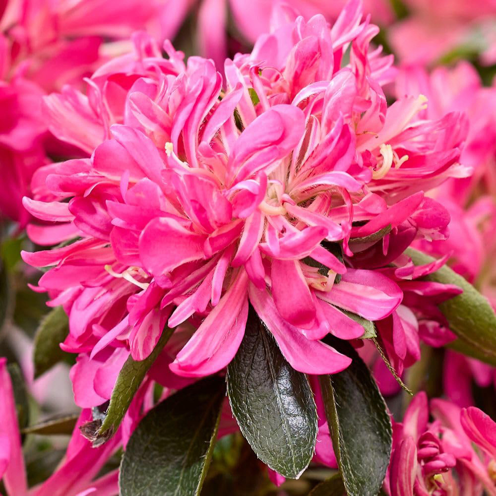 Thompson and Morgan Rhododendron Azalea Pink Star Plant Pot 17cm Image 2