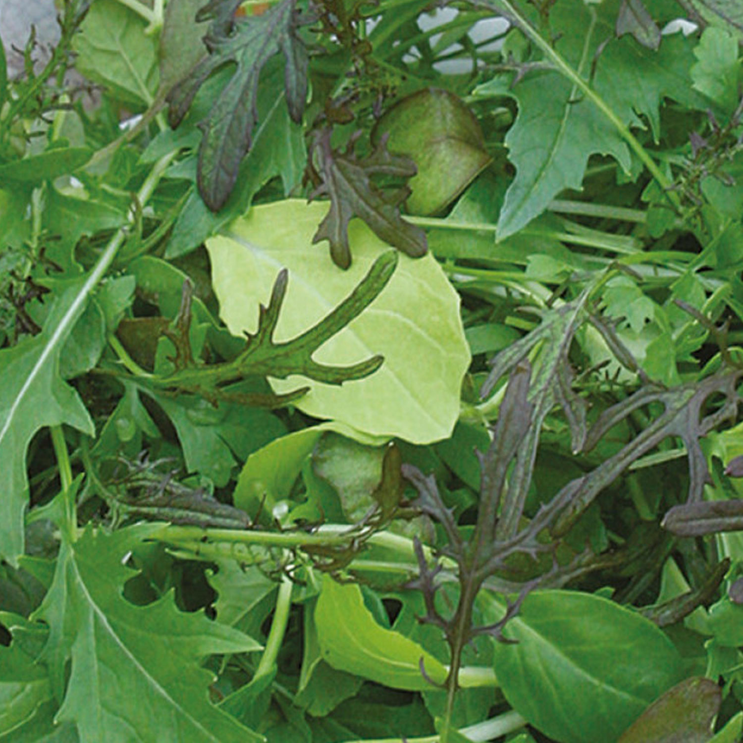Johnsons Suffolk Punch Mixed Leaves Seeds Image 1