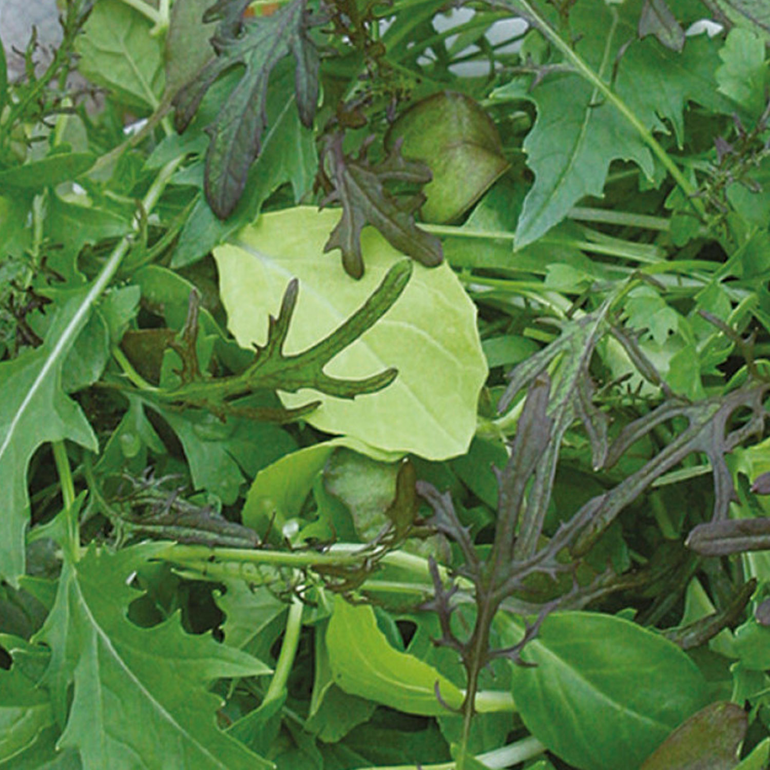 Johnsons Suffolk Punch Mixed Leaves Seeds Image 1