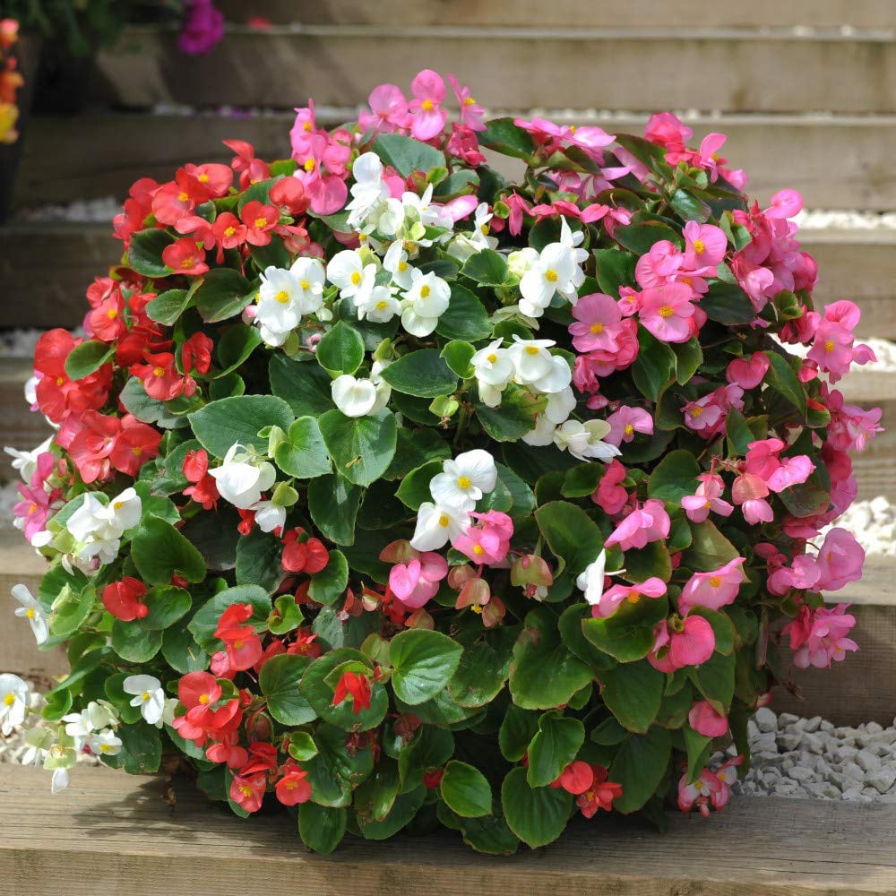Thompson and Morgan Begonia F1 Giant Lotto Mixed Plant Plug 36 Pack Image 3