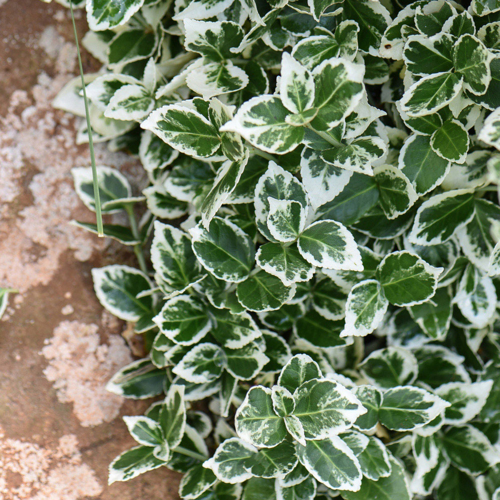 Thompson and Morgan Euonymus Emerald Gaiety Potted Plant 9cm Image 2