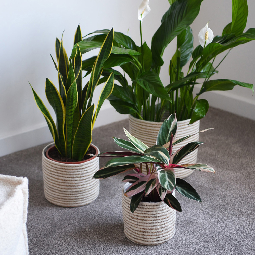 Garden Gear Grey Sand Seagrass and Jute Planter Basket 3 Pack Image 2