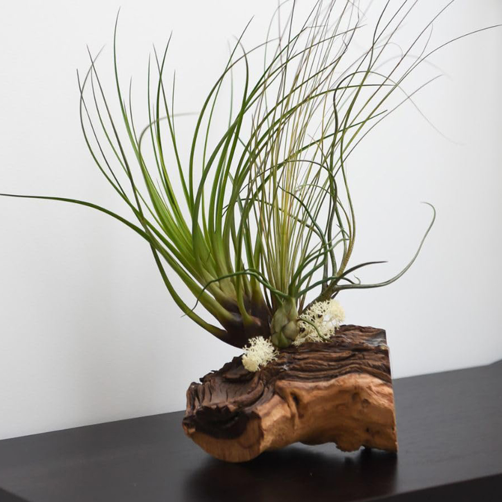 Thompson & Morgan 3 Air Plants on Bog Wood 2 Pack Image 1