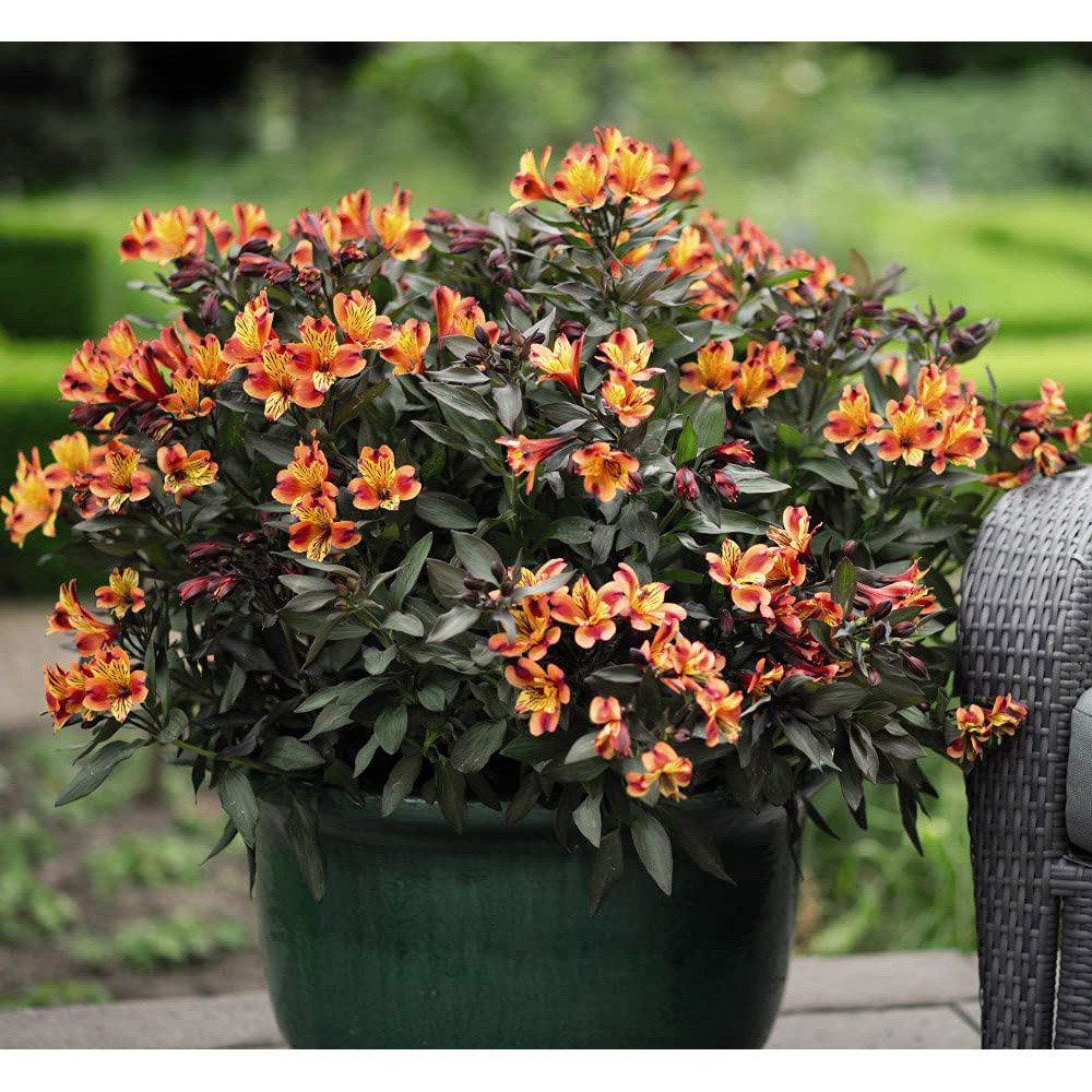 Thompson and Morgan Alstroemeria Indian Summer Jumbo Plug Image 5