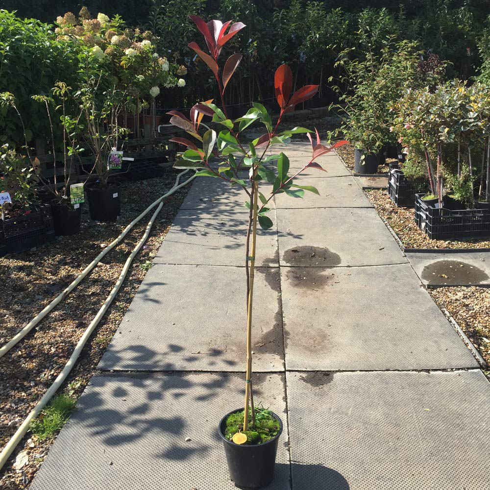 Thompson and Morgan Photinia Fraseri Red Robin Pot Plant 3L Image 7