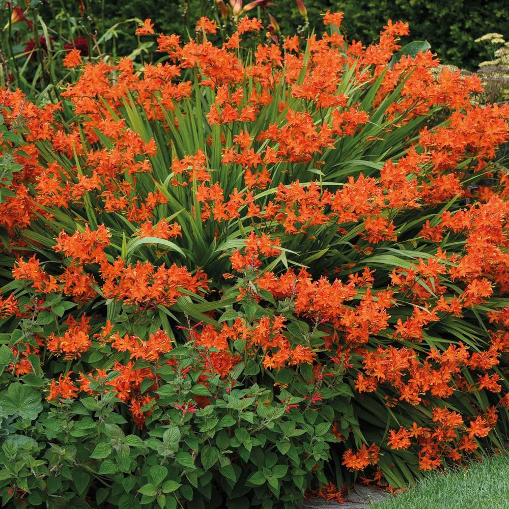 Thompson & Morgan Crocosmia Spitfire Planting Bulb 5 Pack Image 3