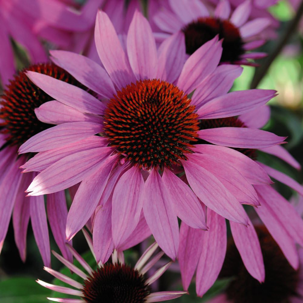 Thompson and Morgan Best Value Rainbow Perennial Collection Plug Plant 72 Pack Image 7