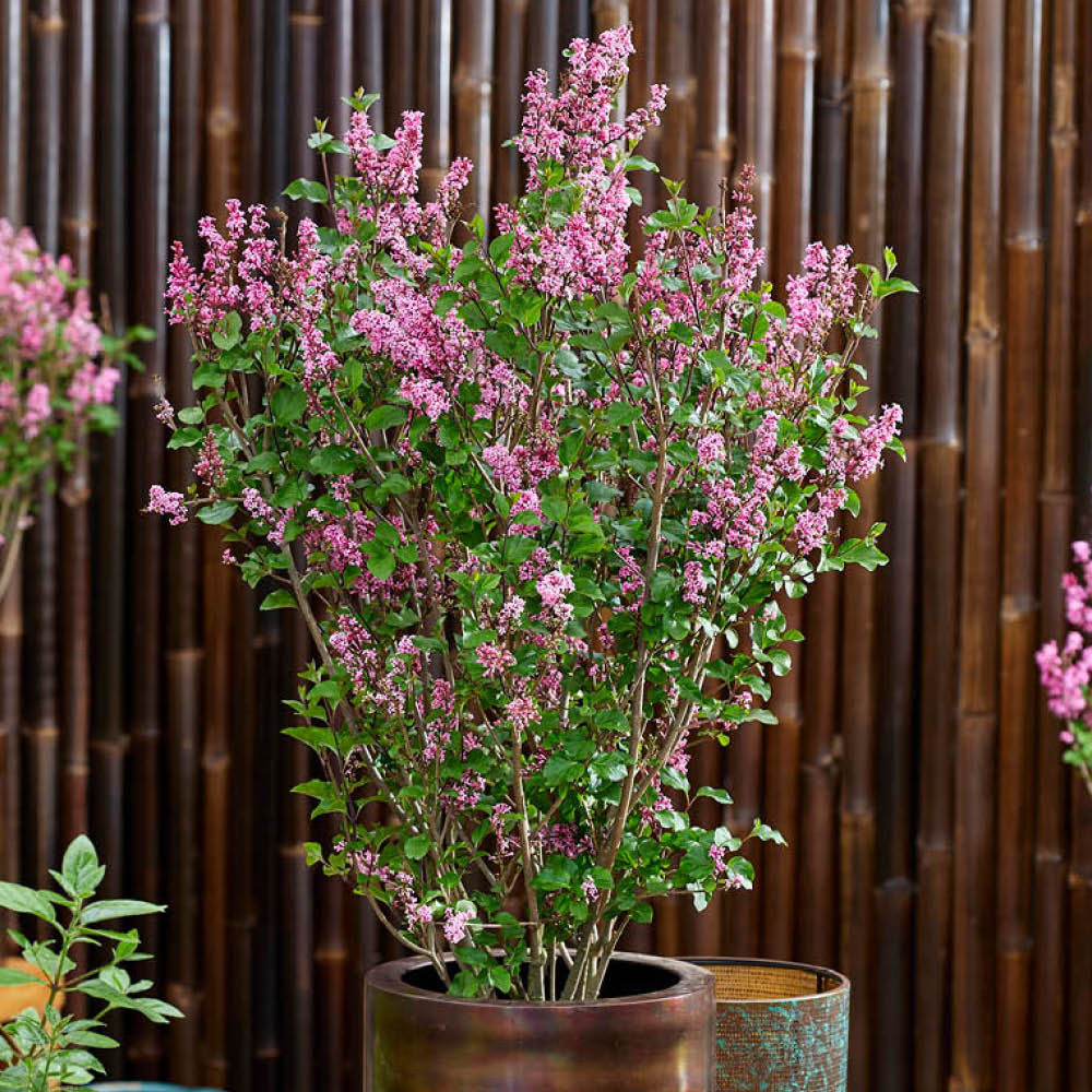 YouGarden Fragrant Dwarf Lilac Collection Plant Pot 3L 2 Pack Image 4