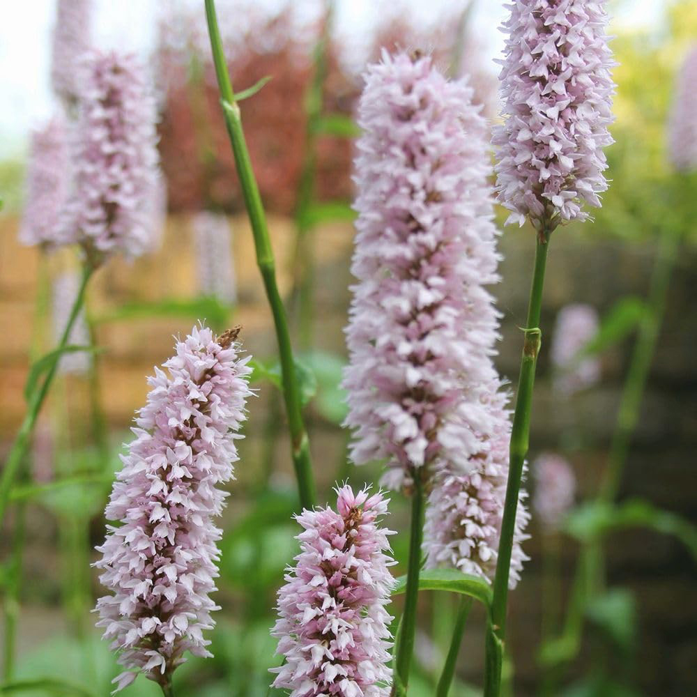 Thompson and Morgan Persicaria Bistorta Superba Plant Pot 9cm 2 Pack Image 1
