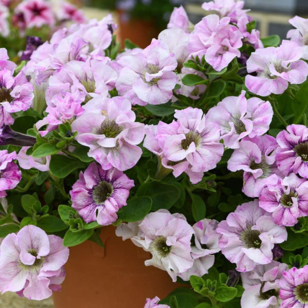 Thompson and Morgan Petunia Bridal Blush Postiplugs 5 Pack Image 3