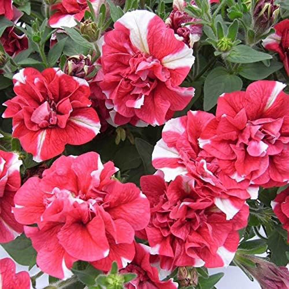 Thompson and Morgan Petunia Cherry Ripple Preplanted Basket 25cm Image 1