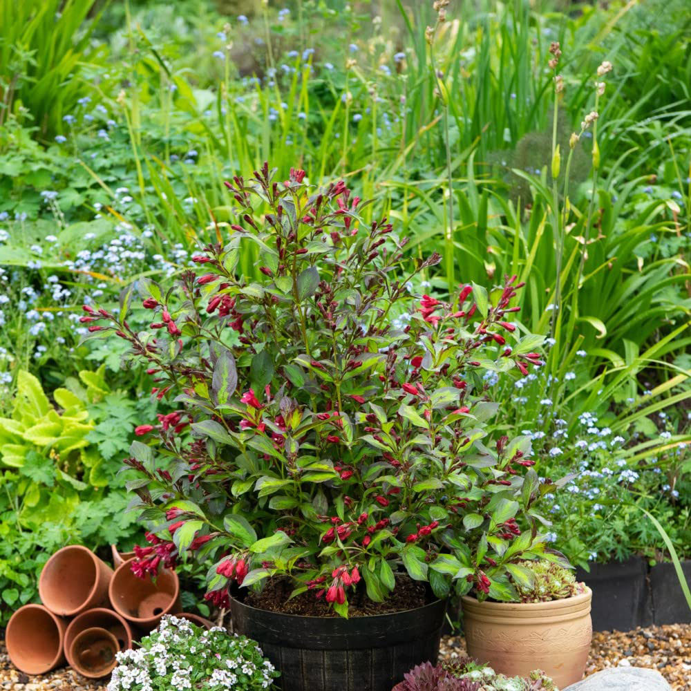 Thompson and Morgan Weigela Camouflage Plant Pot 9cm Image 3