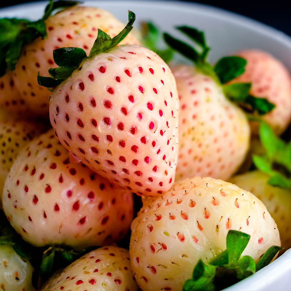 YouGarden Pineberries Class 1 Strawberry Runners Growing Kit Image 3