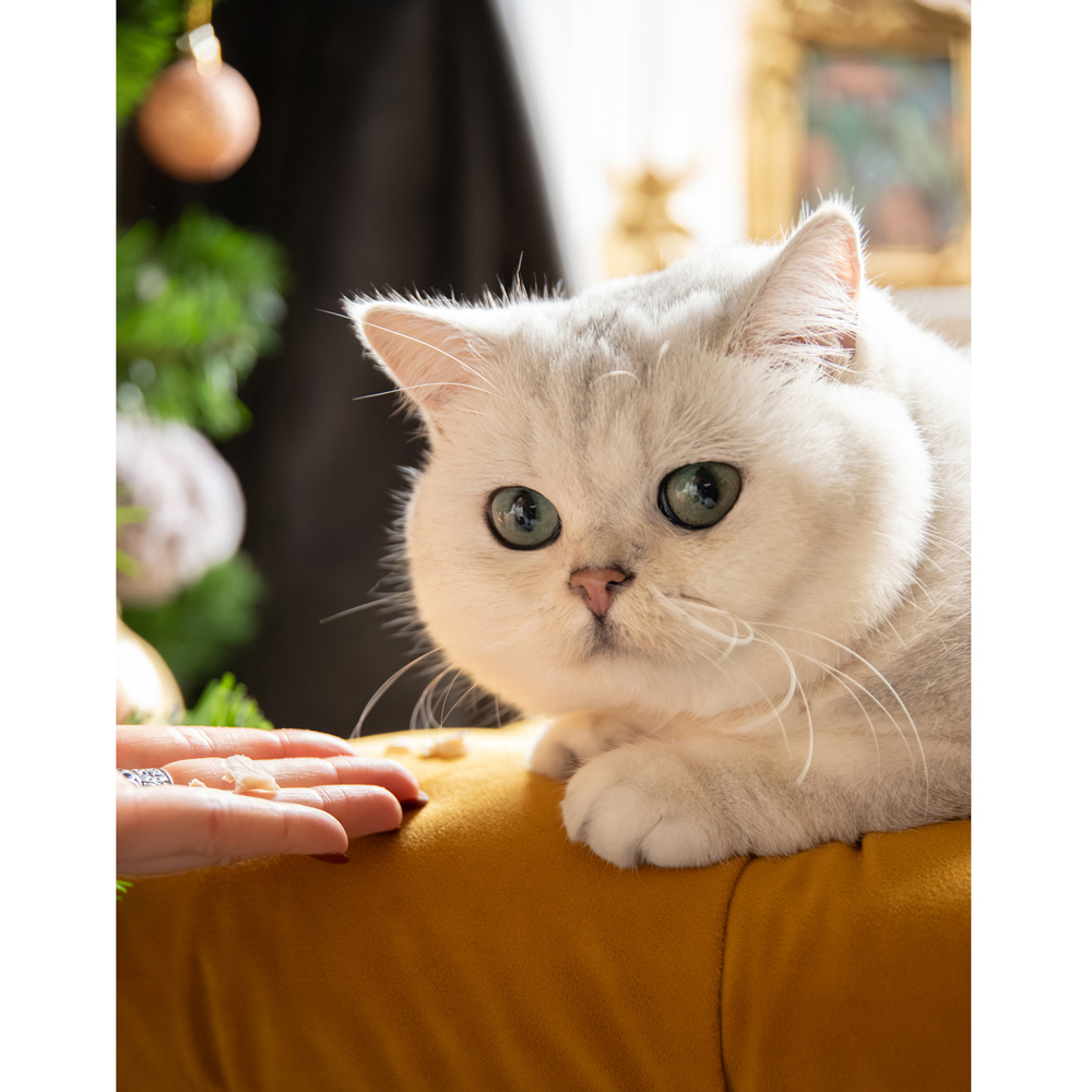 Luxury Deli Advent Calendar for Cats Image 8