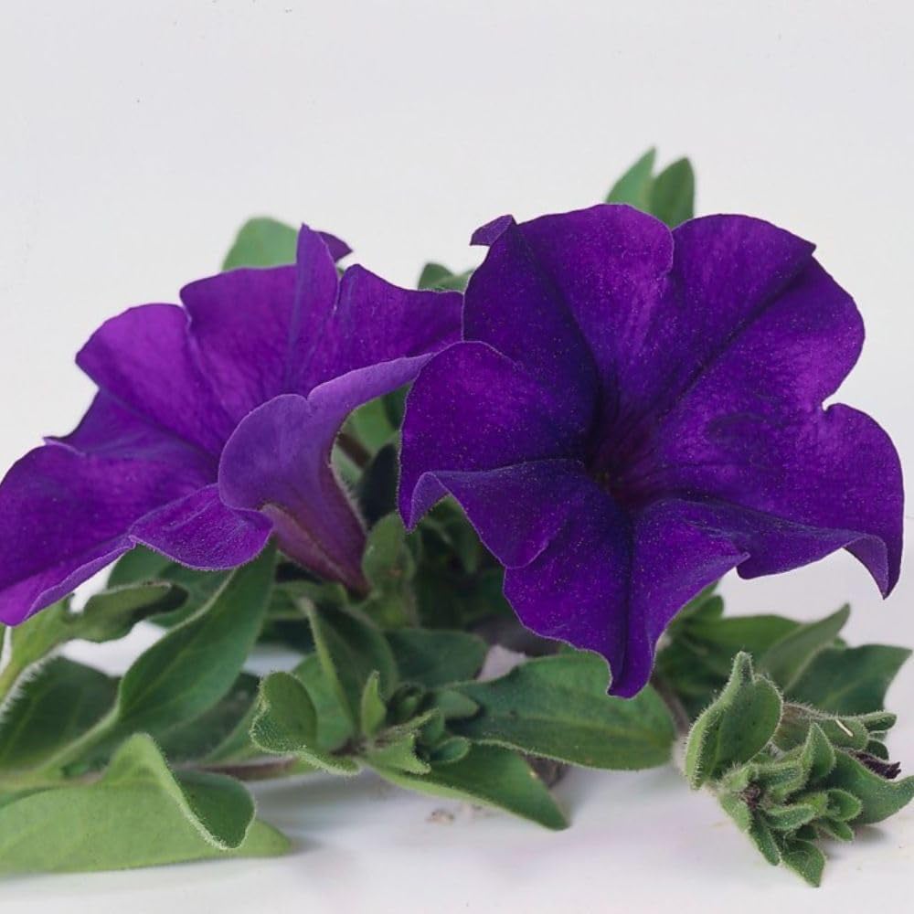 Thompson and Morgan Petunia Blue Trailing Surfinia Postiplug Plant 20 Pack Image 3
