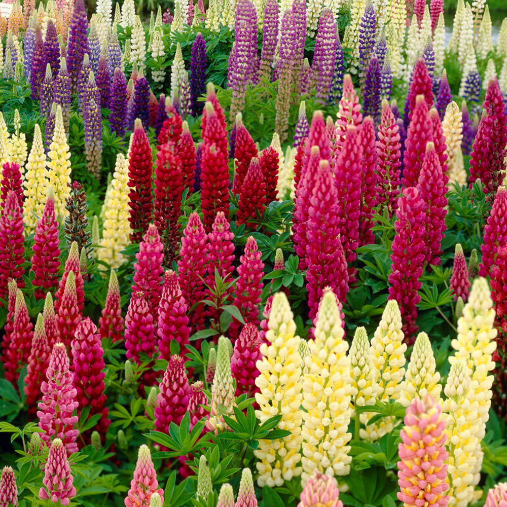 YouGarden Lupin Russell Hybrids Bare Root 10 Pack Image