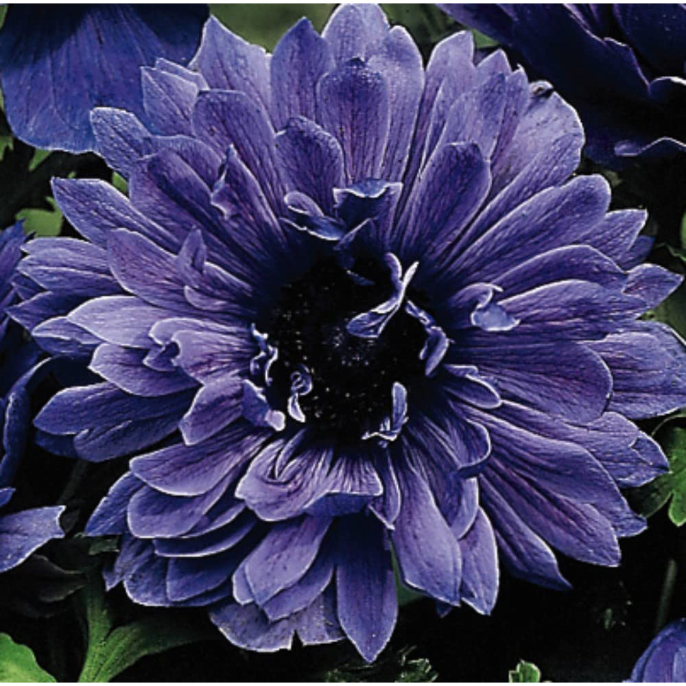 Thompson and Morgan Anemone Lord Lieutenant Autumn Planting Bulb 20 Pack Image 1