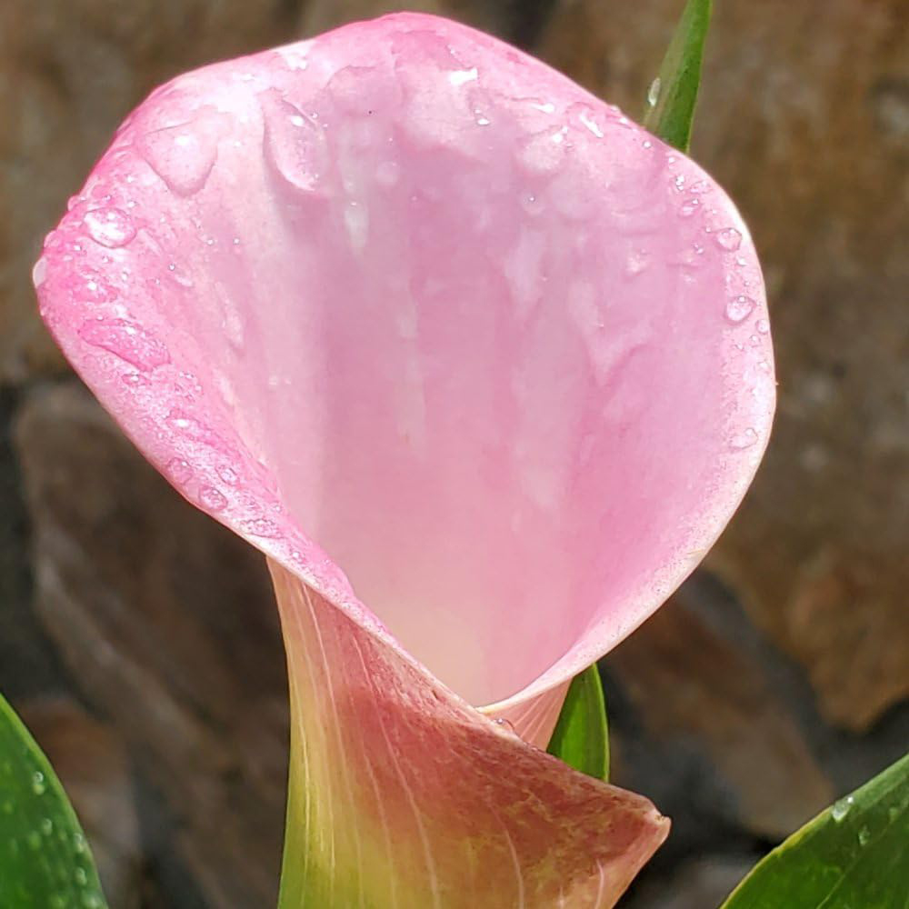 Thompson & Morgan Arum Lily Pink Splash Seeds Image 2