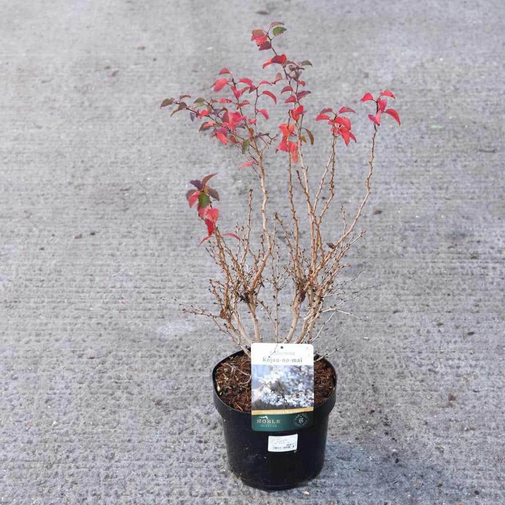 Thompson and Morgan Prunus Incisa Kojo-No-Mai Plant Pot 3.6L Image 2