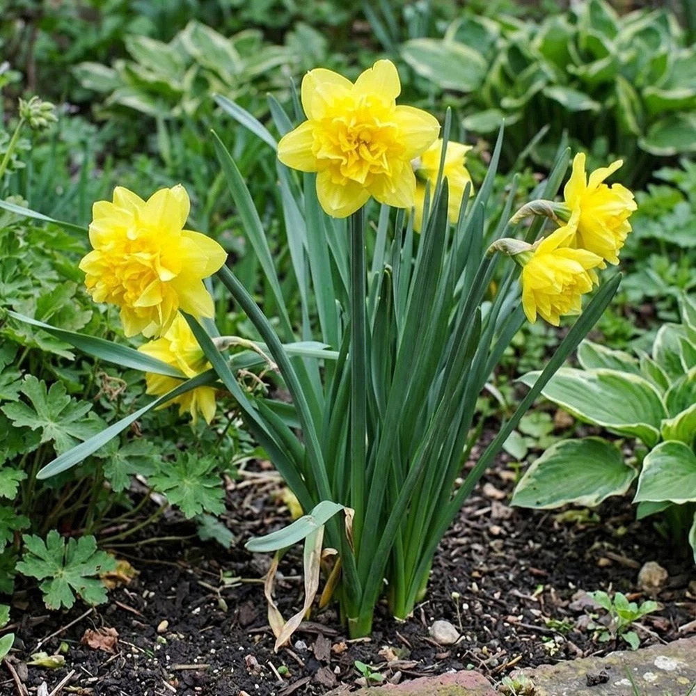 Thompson and Morgan Daffodil Dick Wilden Planting Bulb 8 Pack Image 2