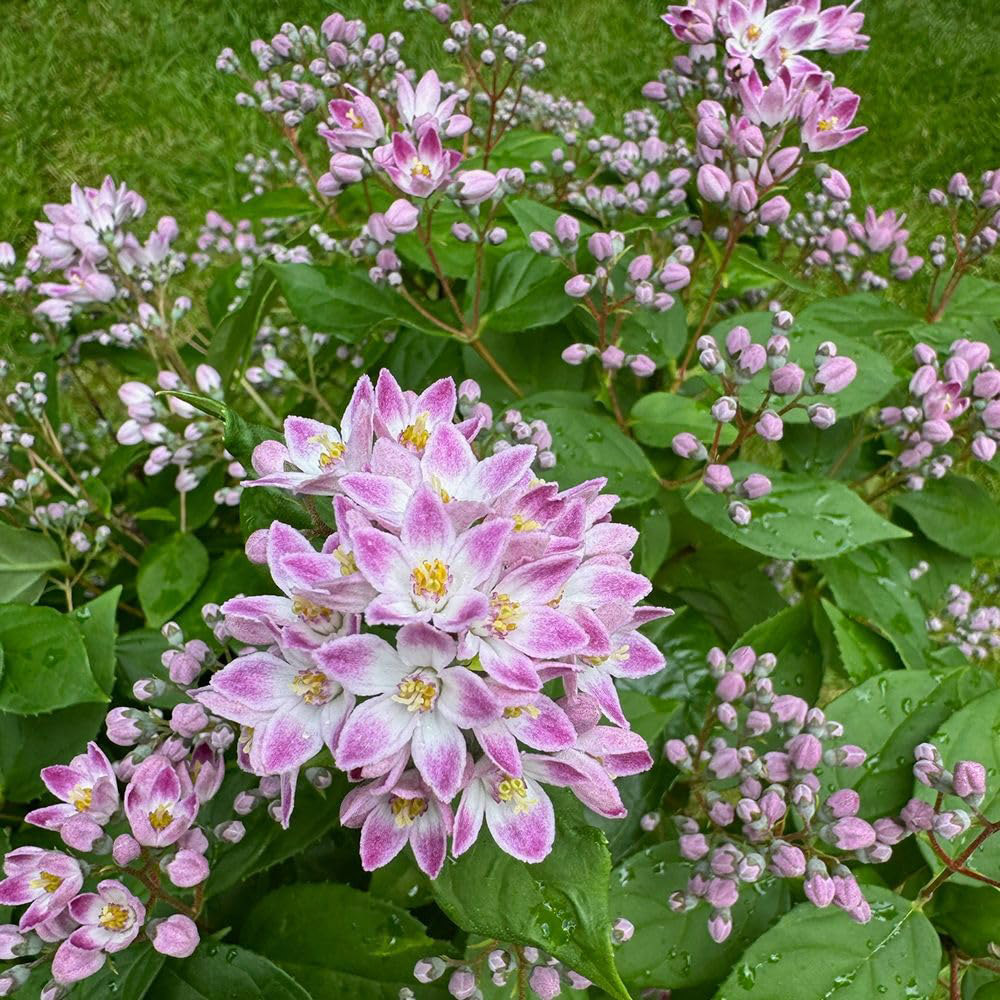 Thompson and Morgan Deutzia Prettistar Pink Cloud Plant Pot 3L Image 1
