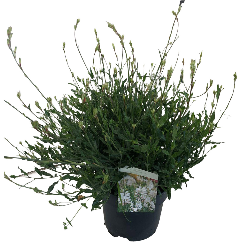Perennial Gaura White and Pink Plant Image