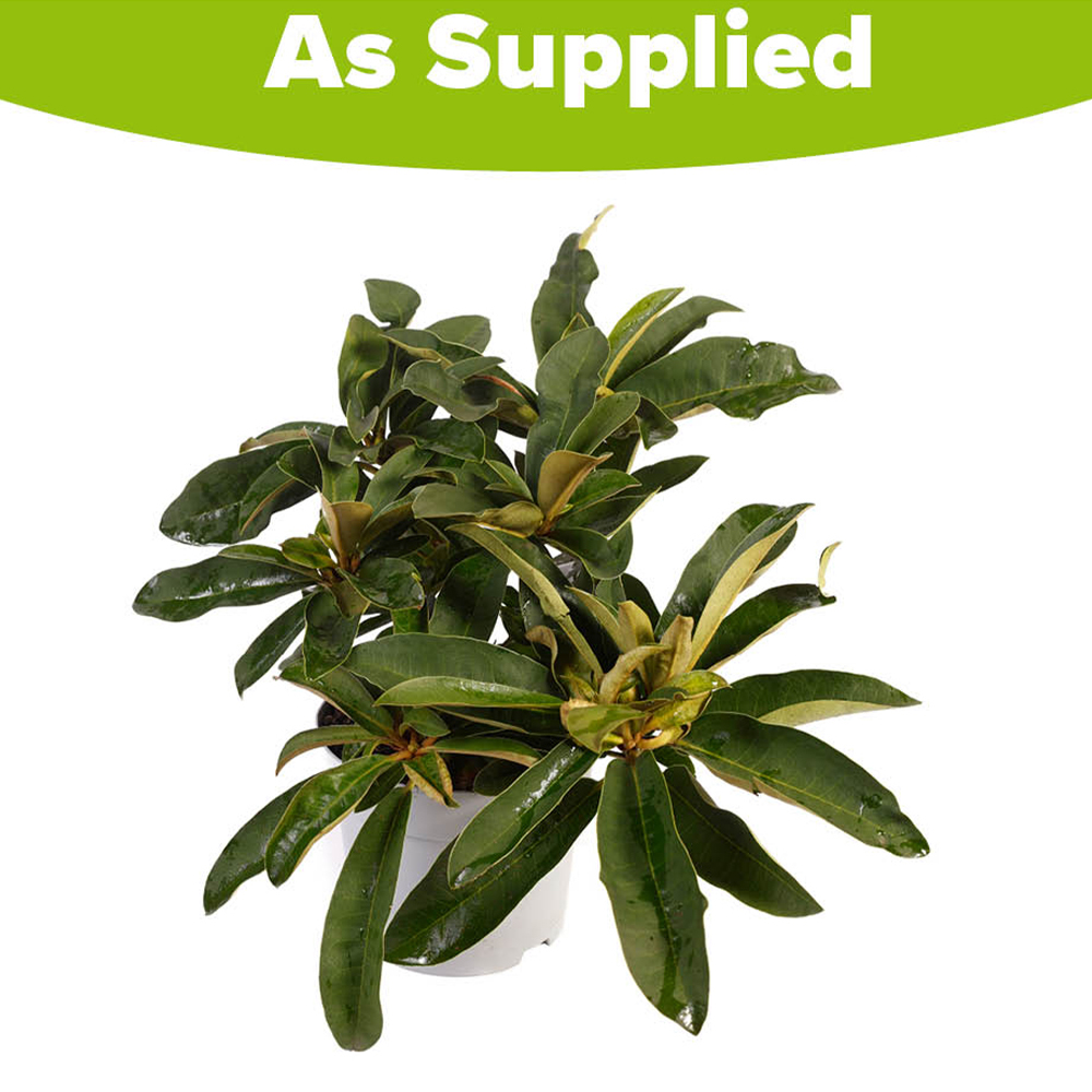 YouGarden Red Rhododendron Hybrid Plant Pot 15cm Image 3
