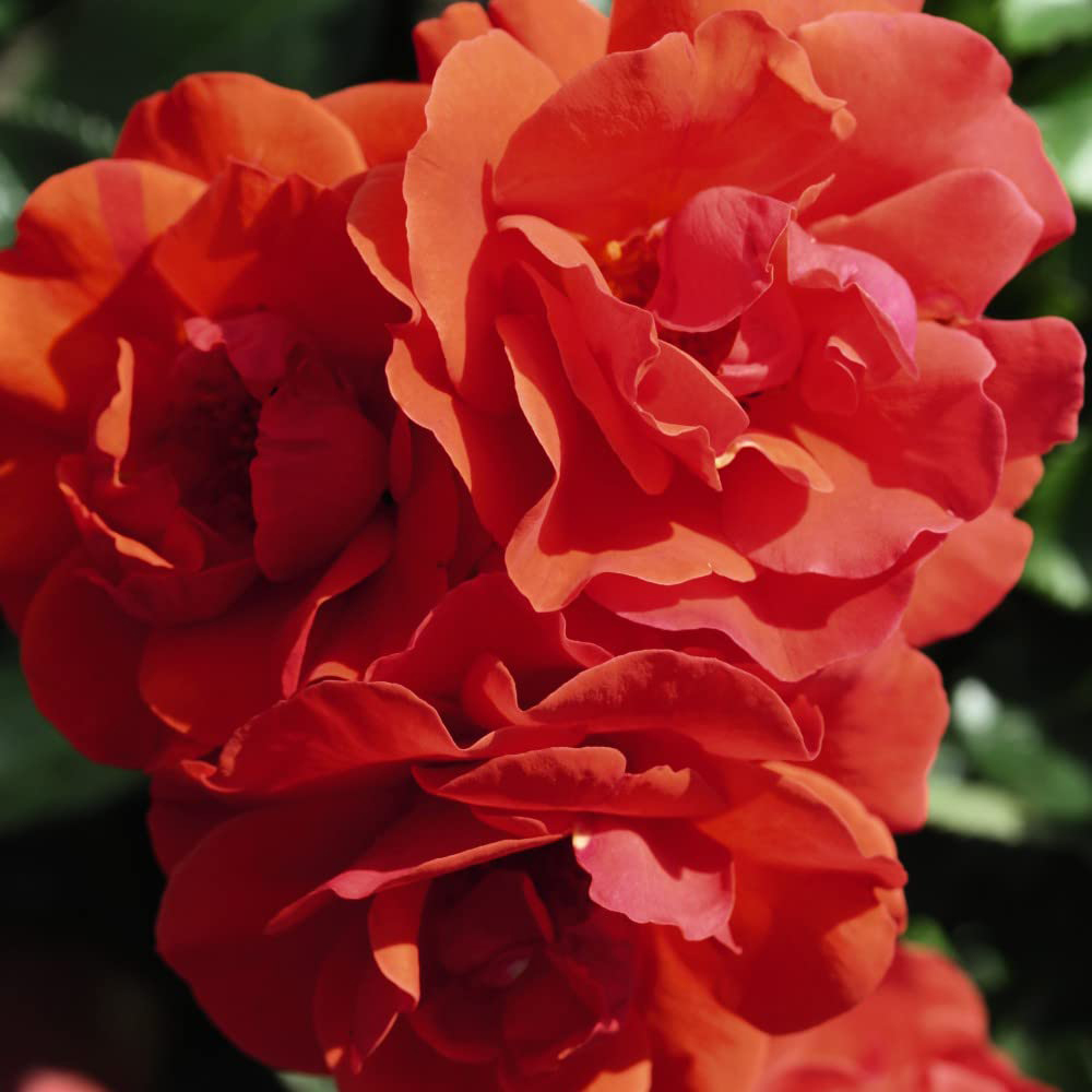 Thompson and Morgan Rose Bush Precious Love Bare Root Image 3