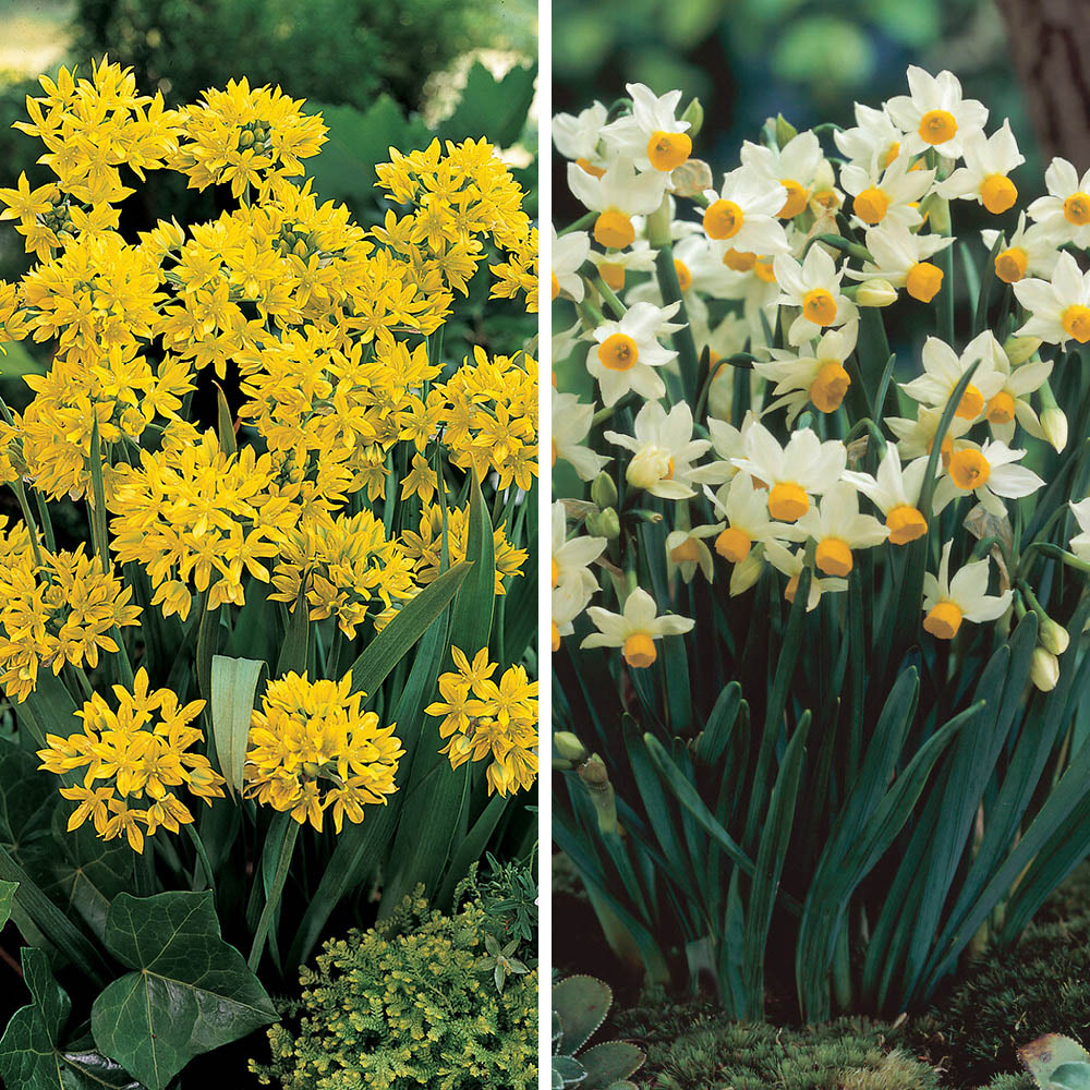 wilko The Spring Flowering Bulb Collection 300 Pack Image 4