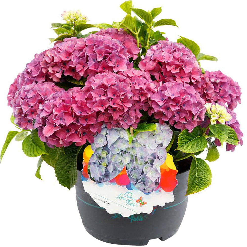 Thompson and Morgan Hydrangea Tabletop Plant Pot 17cm 3 Pack Image 2