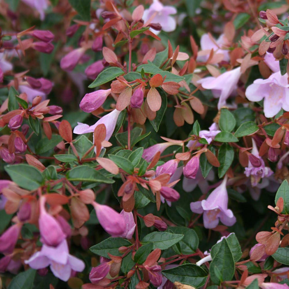 Thompson and Morgan Abelia Grandiflora Pink Pong Plant Pot 3L Image 2
