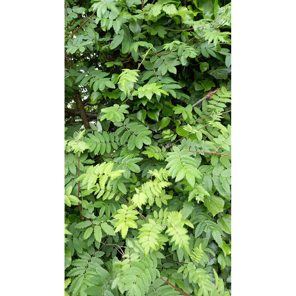 Inspirational Gifting Rowan Mountain Ash Bare Root Hedge Plant Sapling 3-4ft 10 Pack Image 2