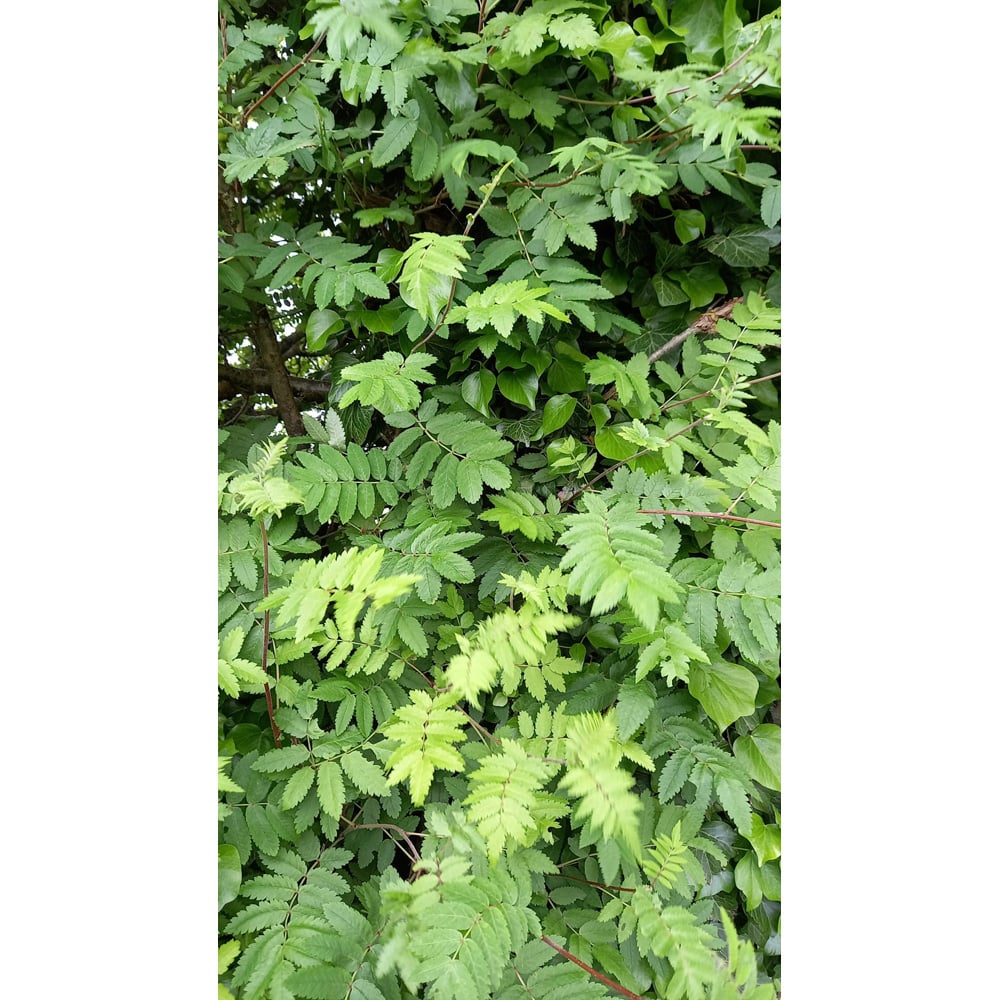 Inspirational Gifting Rowan Mountain Ash Bare Root Hedge Plant Sapling 4-5ft 20 Pack Image 2