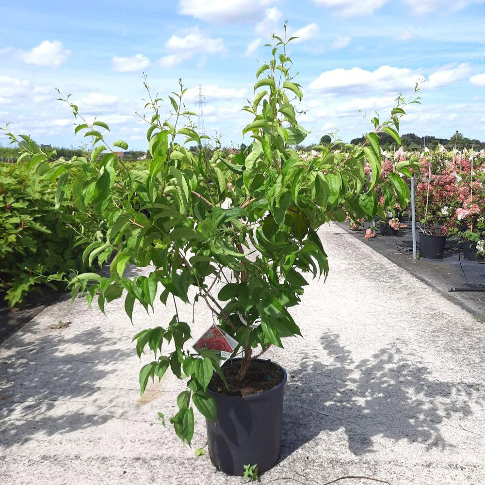 Thompson & Morgan Heptacodium Miconioides Temple of Bloom Plant Pot 3L Image 1