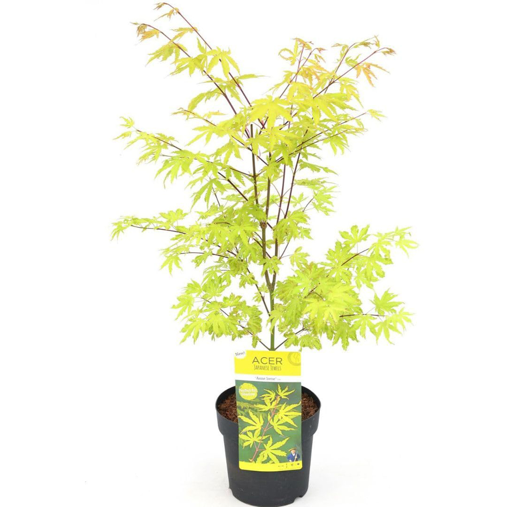 Thompson and Morgan Acer Palmatum Plant Anne Irene Plant Pot 3L Image 3