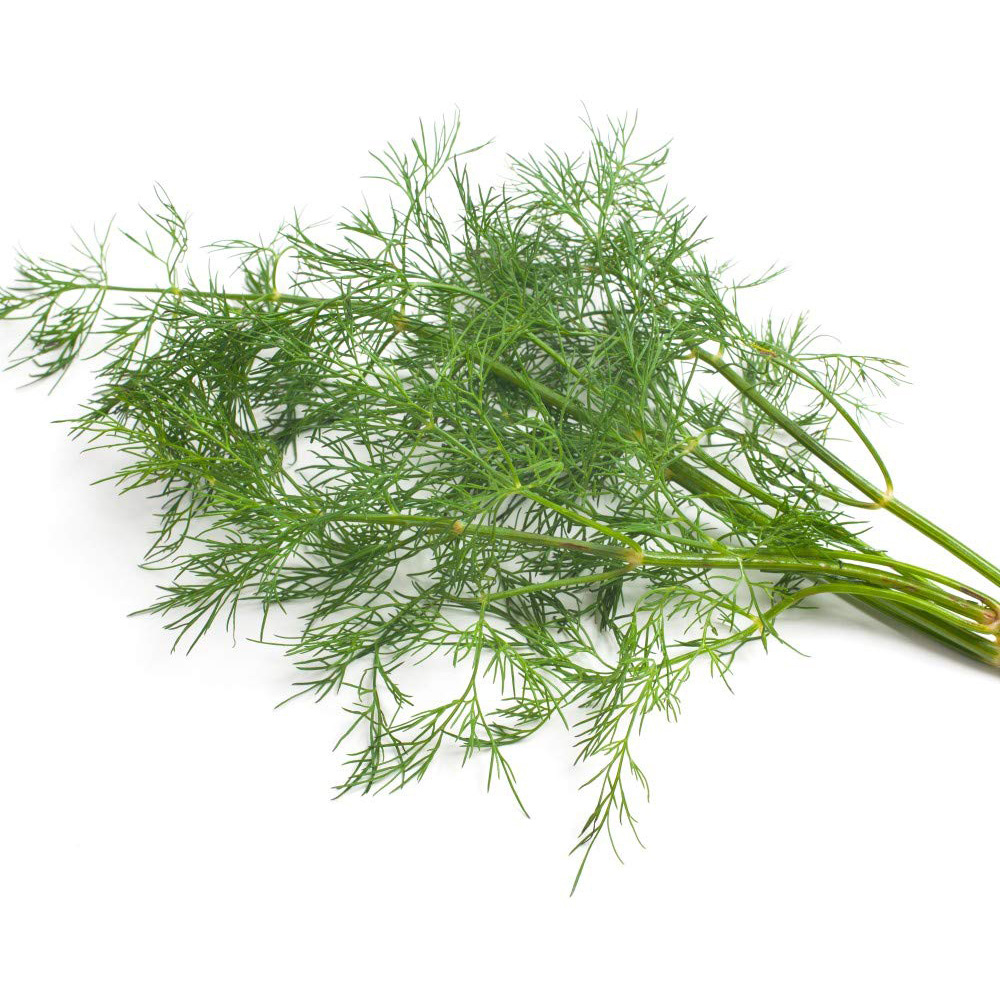 Thompson and Morgan Herb Dill Bouquet Seeds Image 2