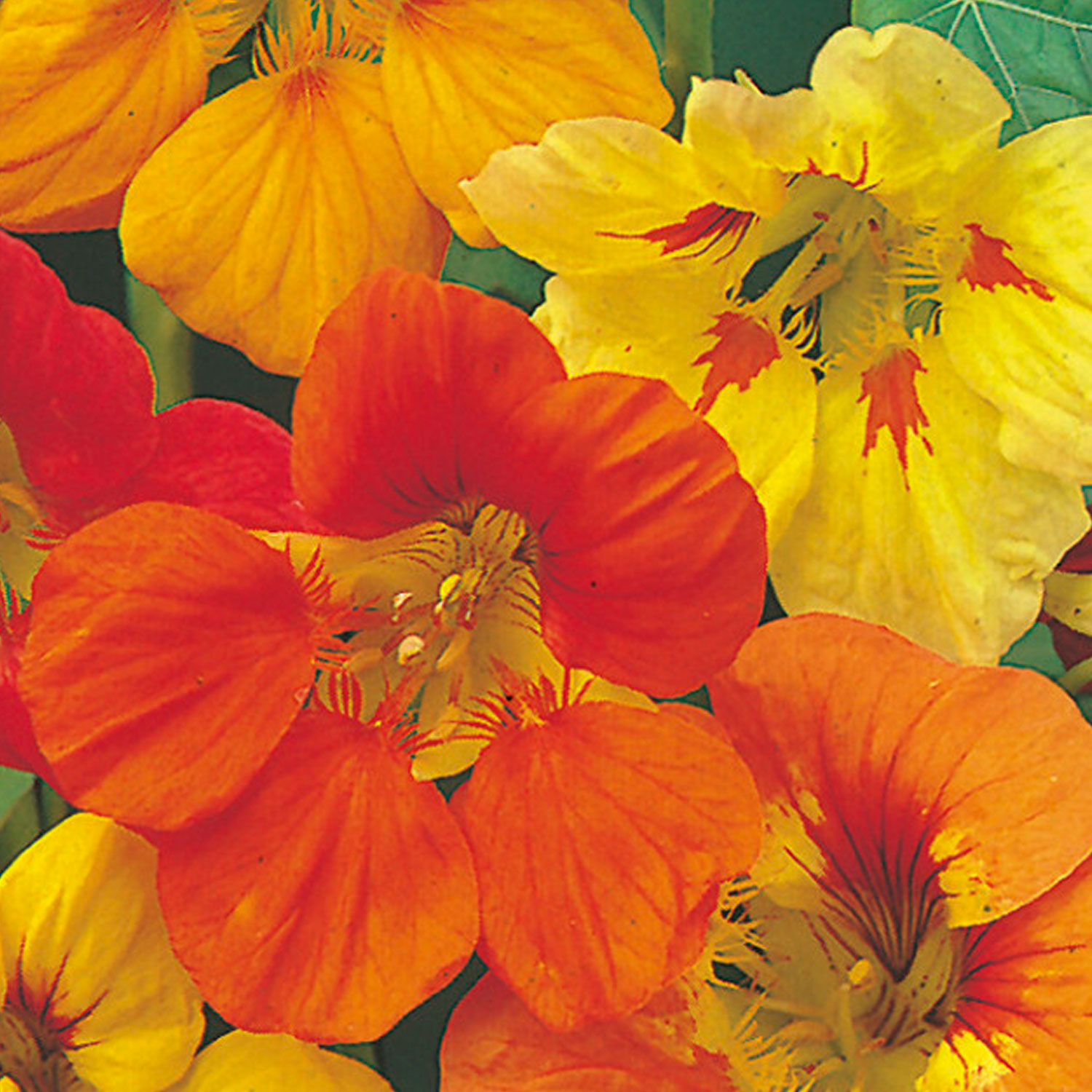 Johnsons Nasturtium Trailing Single Mixed Flower Seeds Image 1