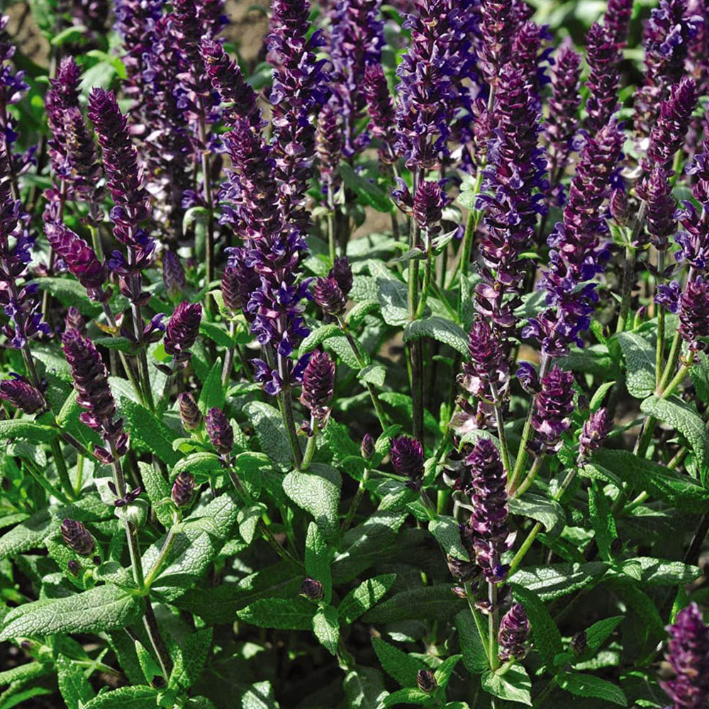 Thompson and Morgan Salvia New Dimensions Mix Garden Ready Plant 15 Pack Image 2
