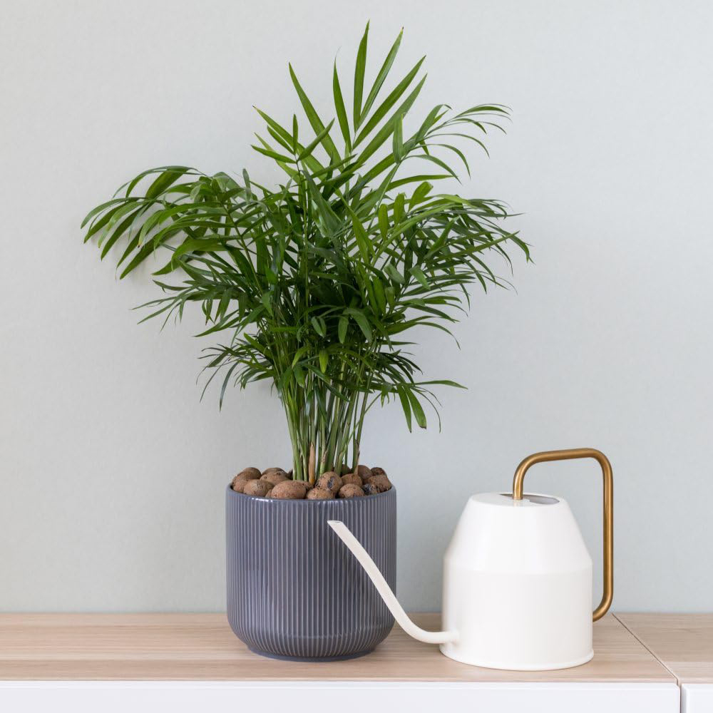Thompson and Morgan Chamaedorea Elegans Plant Pot 17cm 2 Pack Image 2