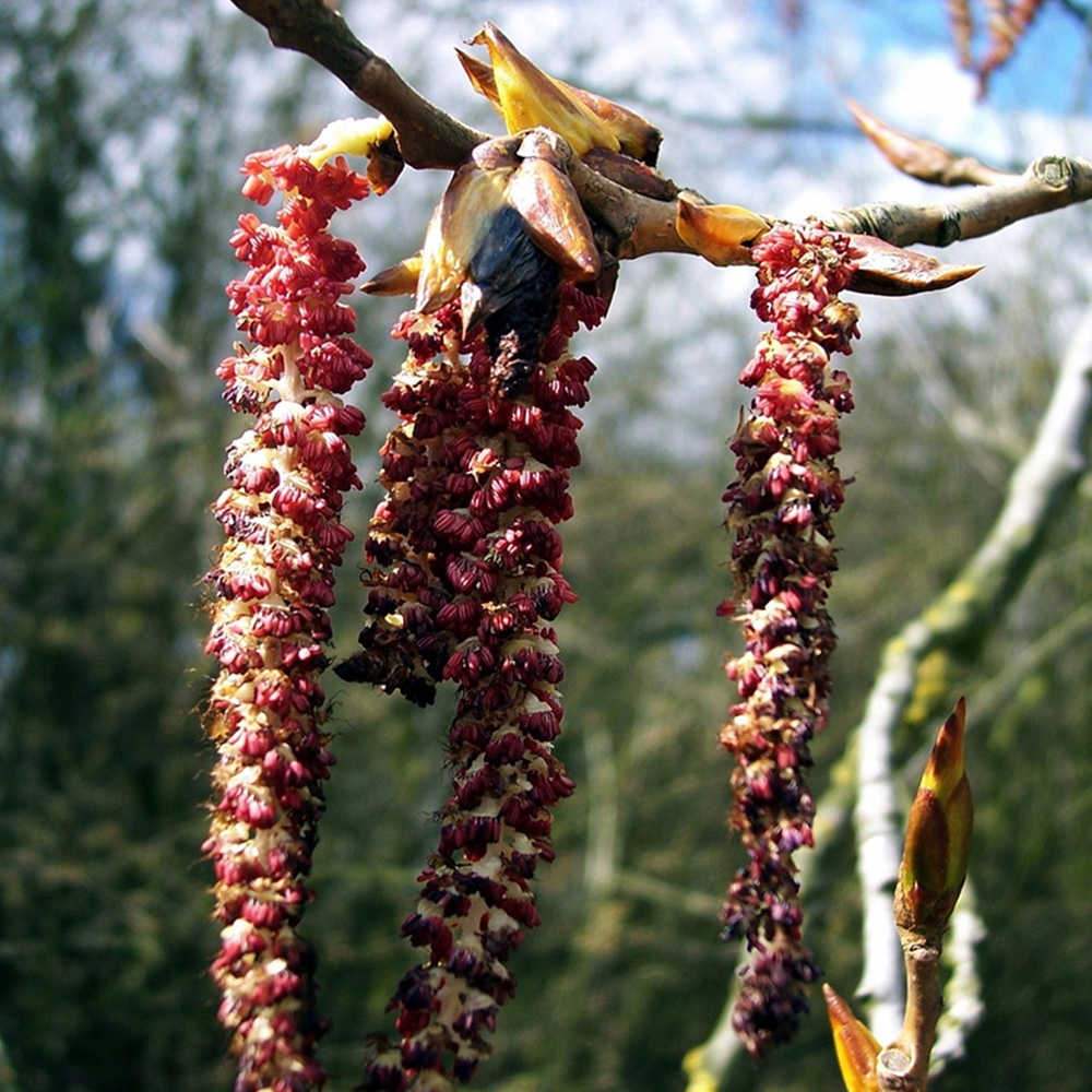 Inspirational Gifting Poplar Bare Root Hedge Plant Sapling 4-5ft 10 Pack Image 2