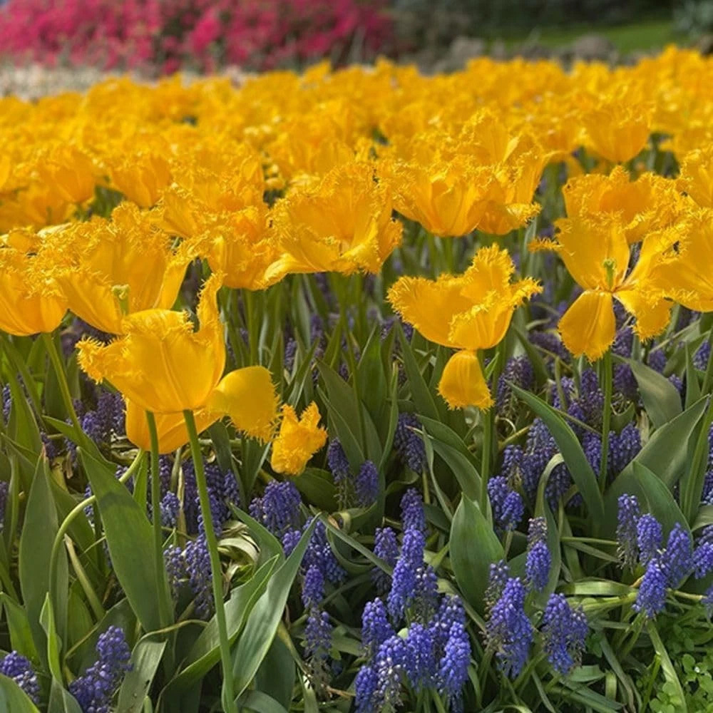 Thompson and Morgan Tulip Golden State Yellow Planting Bulb 16 Pack Image 2