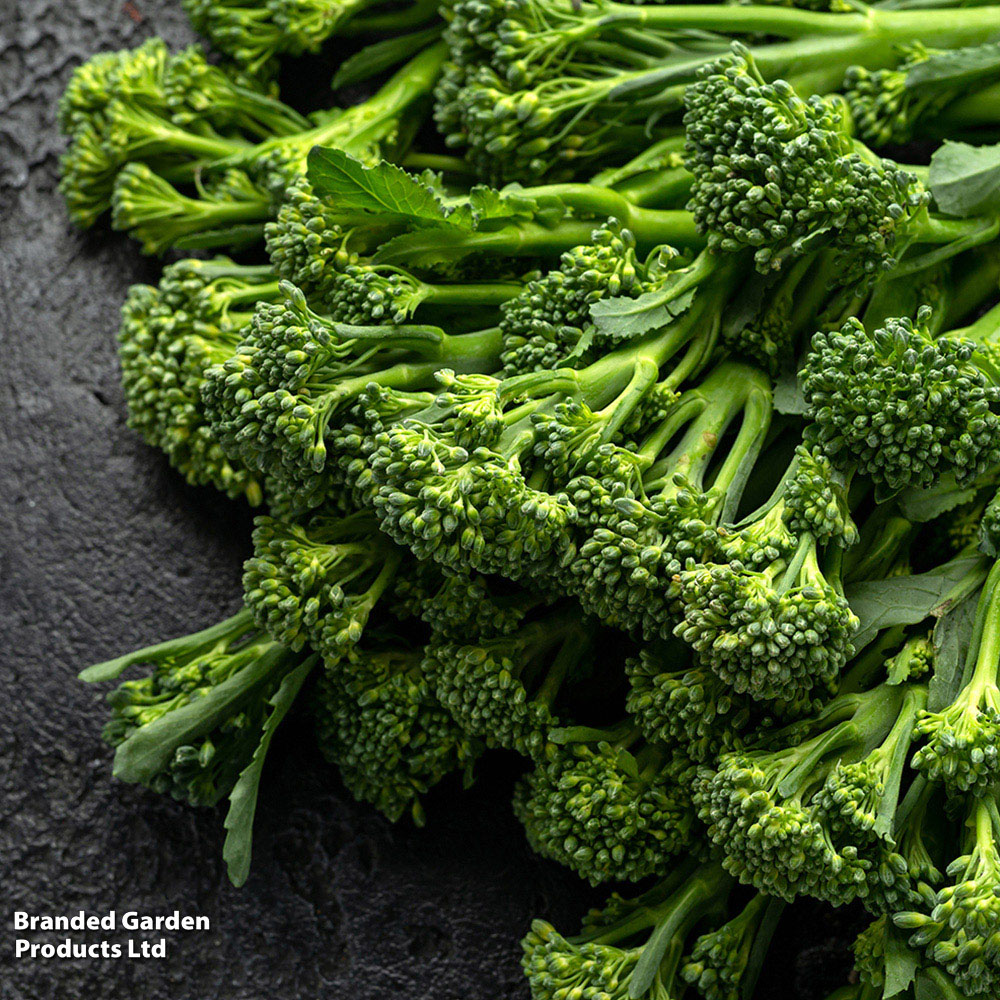 Thompson and Morgan Organic Broccoli Green Sprouting Seeds Image 2