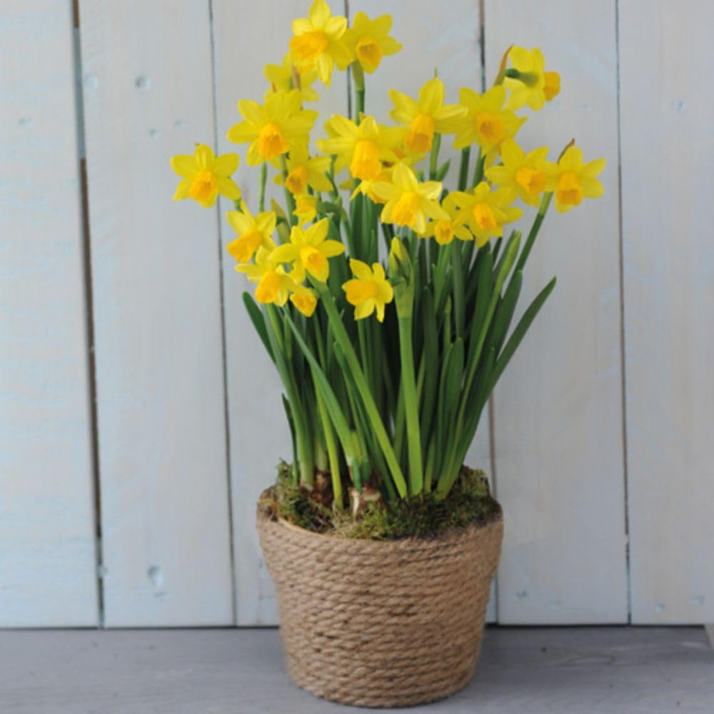 Thompson and Morgan Christmas Gift Narcissus Flower Basket 14cm Image 6