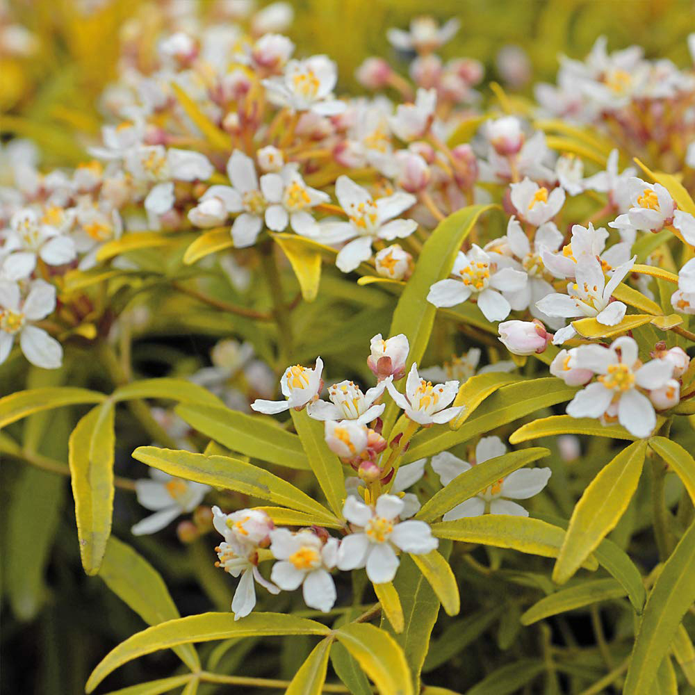 Thompson and Morgan Choisya Sundance Plant Pot 3L 2 Pack Image 2