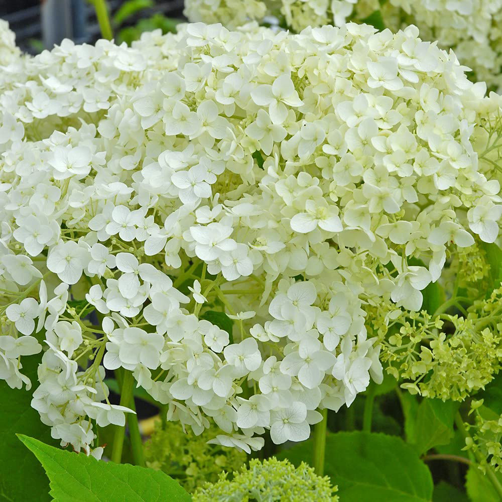Thompson & Morgan Hydrangea Arborescens Annabelle Plant Pot 9cm 2 Pack Image 2