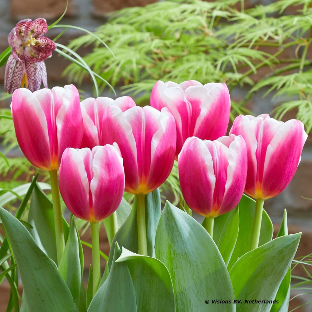 Thompson and Morgan Tulip Container Bulb Collection 48 Pack Image 2